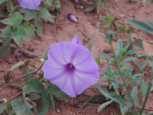 Ipomoea eriocalyx, photograph 4