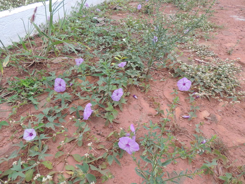 Ipomoea eriocalyx, photograph 5