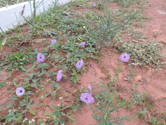 Ipomoea eriocalyx, photograph Paulo Nogueira, CC BY, iNaturalist via GBIF