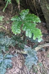 Pteris grevilleana
