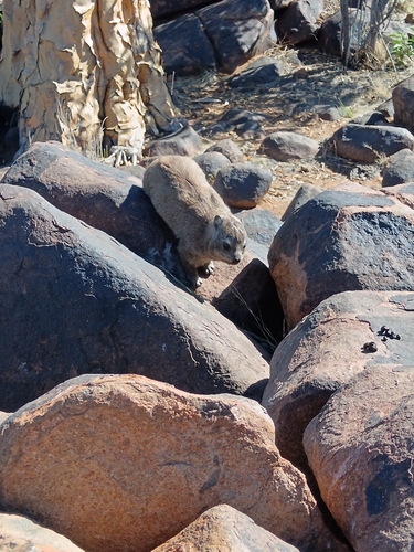 Rock Hyrax