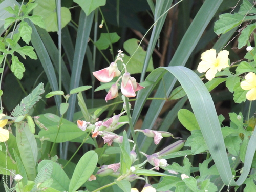 Crotalaria retusa, photograph 2
