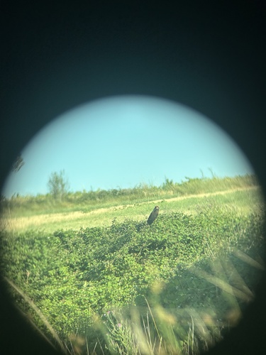 Western Marsh Harrier