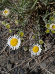 Erigeron pumilus