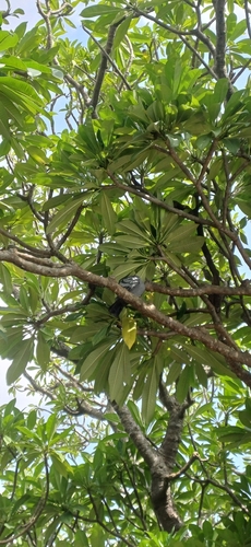 Feral Pigeon