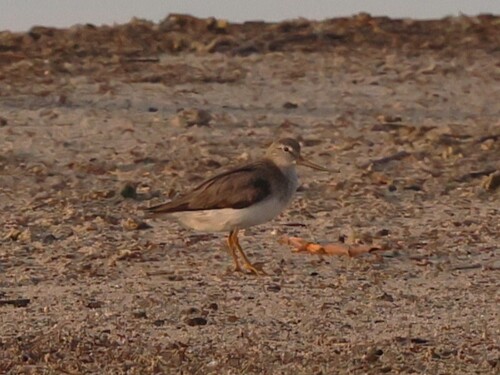 iNaturalist image