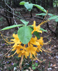 Rhododendron austrinum