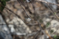 Leptotes cassius cassidula