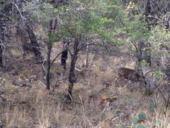 Odocoileus virginianus carminis