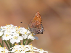 Callophrys muiri