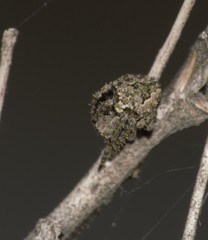 Parawixia