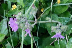 Mirabilis hirsuta