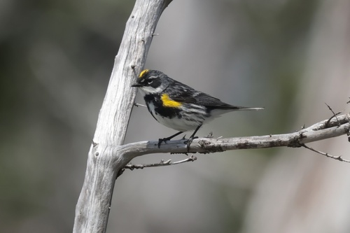 Yellow-rumped Warbler