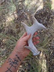 Odocoileus virginianus carminis