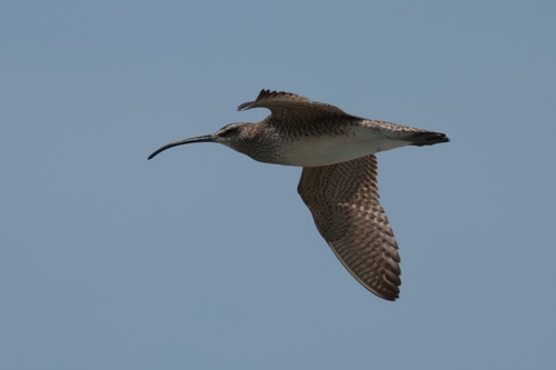 Hudsonian Whimbrel