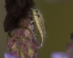 Neuroptera