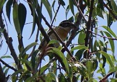 Pheucticus melanocephalus