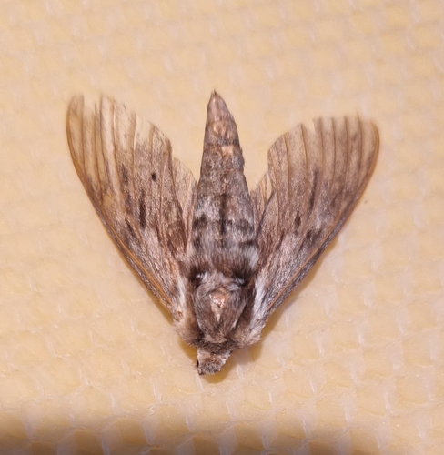 Pine Hawkmoth