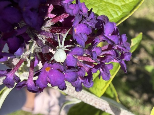 Goldenrod Crab Spider