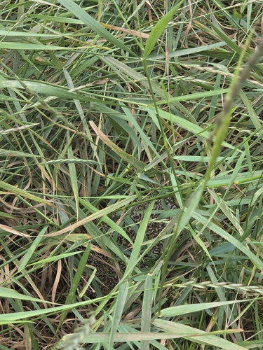 Common Hedgehog