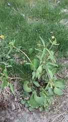 Ranunculus abortivus