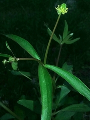 Ranunculus abortivus
