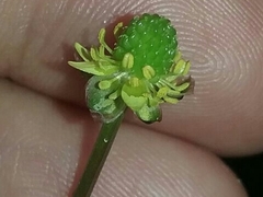 Ranunculus abortivus