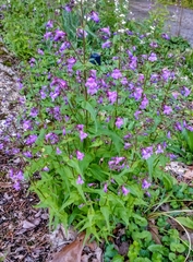 Penstemon smallii