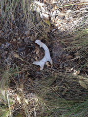 Odocoileus virginianus carminis