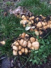 Coprinellus truncorum