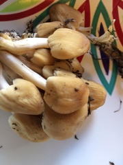 Coprinellus truncorum