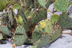 Opuntia dulcis