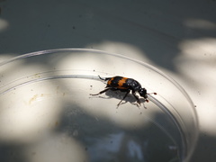 Nicrophorus mexicanus
