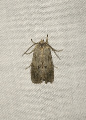 Lithophane patefacta