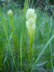 Castilleja occidentalis