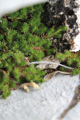 Selaginella wrightii