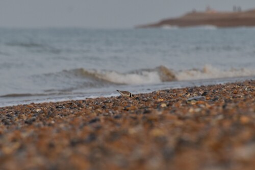 iNaturalist image