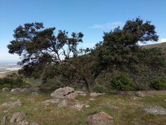 Quercus durata