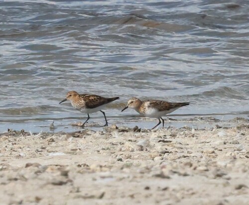 iNaturalist: (c) Алексей Эбель, some rights reserved (CC BY-NC), uploaded by Алексей Эбель iNaturalist image