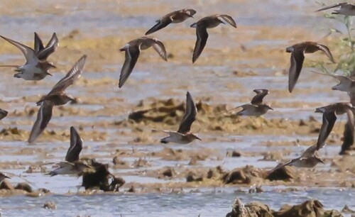 iNaturalist: (c) Алексей Эбель, some rights reserved (CC BY-NC), uploaded by Алексей Эбель iNaturalist image