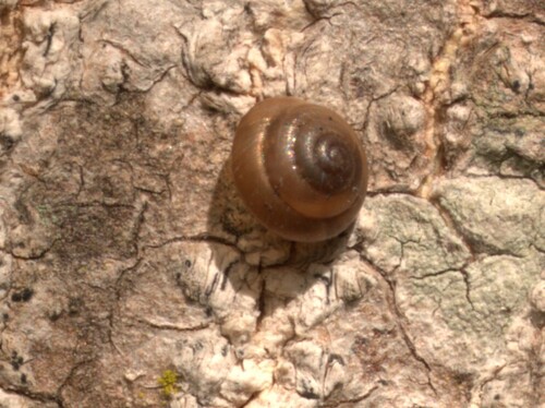 Liardetia observed 2026-07-24