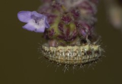 Neuroptera