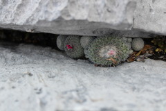 Epithelantha unguispina unguispina