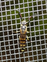 Sapyga centrata