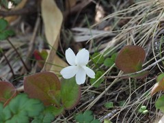 Viola sacchalinensis