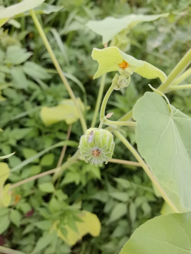 velvetleaf