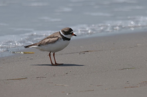 Semipalmated Plover