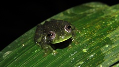 Sachatamia punctulata