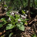 Viola rostrata japonica - Photo (c) Keita Watanabe, some rights reserved (CC BY-NC), uploaded by Keita Watanabe