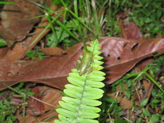 Centrolenidae